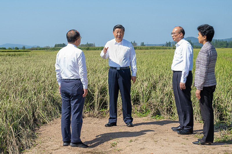 9月6日至8日，中共中央總書(shū)記、國(guó)家主席、中央軍委主席習(xí)近平在黑龍江考察。這是7日上午，習(xí)近平在遭受洪澇災(zāi)害的哈爾濱尚志市老街基鄉(xiāng)龍王廟村，察看水稻受災(zāi)情況。